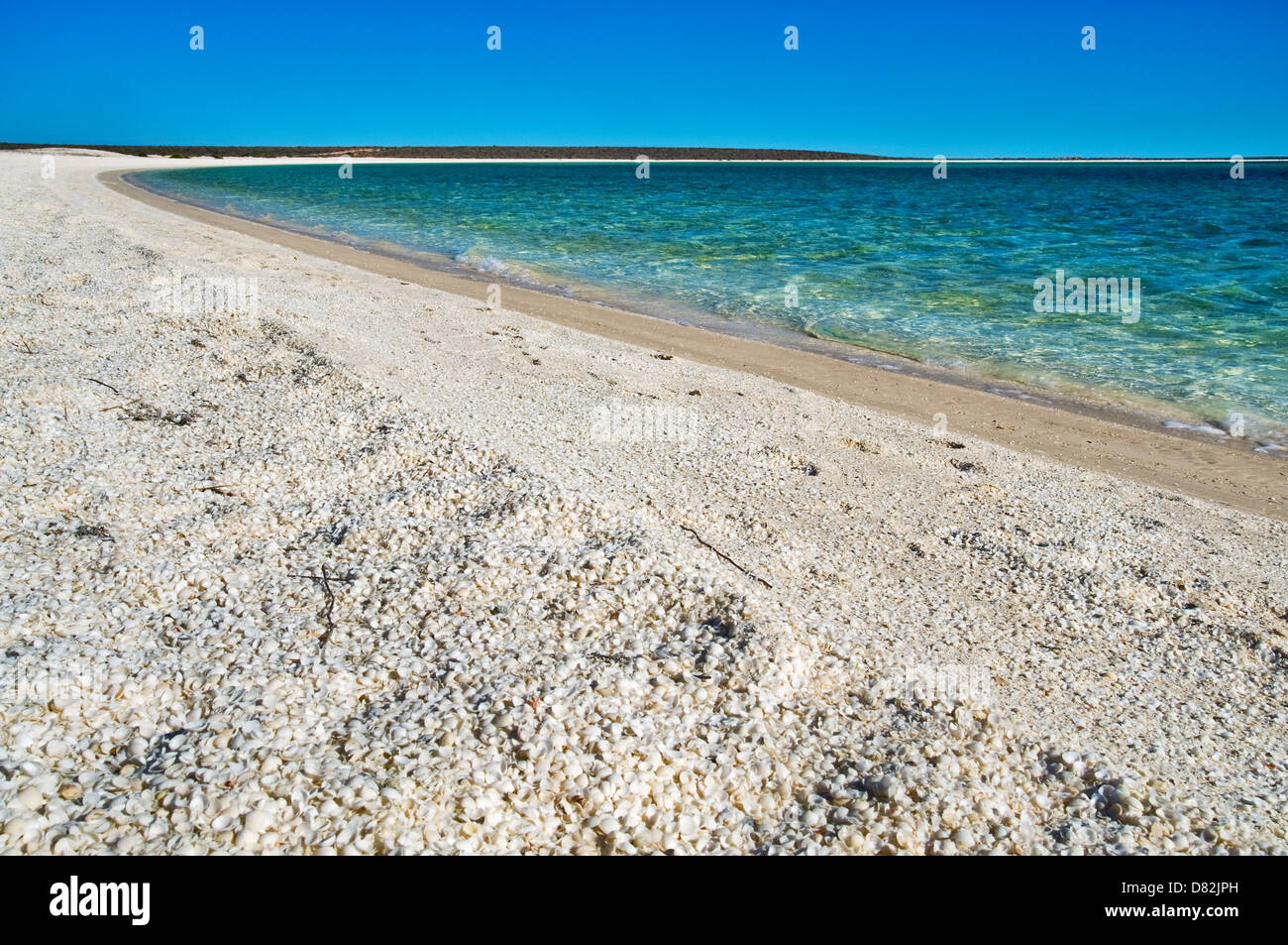 Muscheln, Muscheln und Muscheln bei Shell Beach. Stockfoto