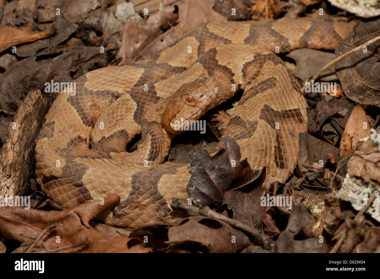 Südlichen Copperhead in Laub - Agkistrodon Contortrix Contortrix getarnt Stockfoto