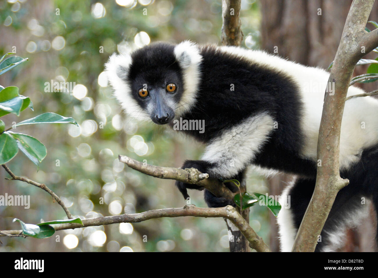 Schwarz und weiß Ruffed Lemur, Lemuren-Insel, Andasibe, Madagaskar Stockfoto