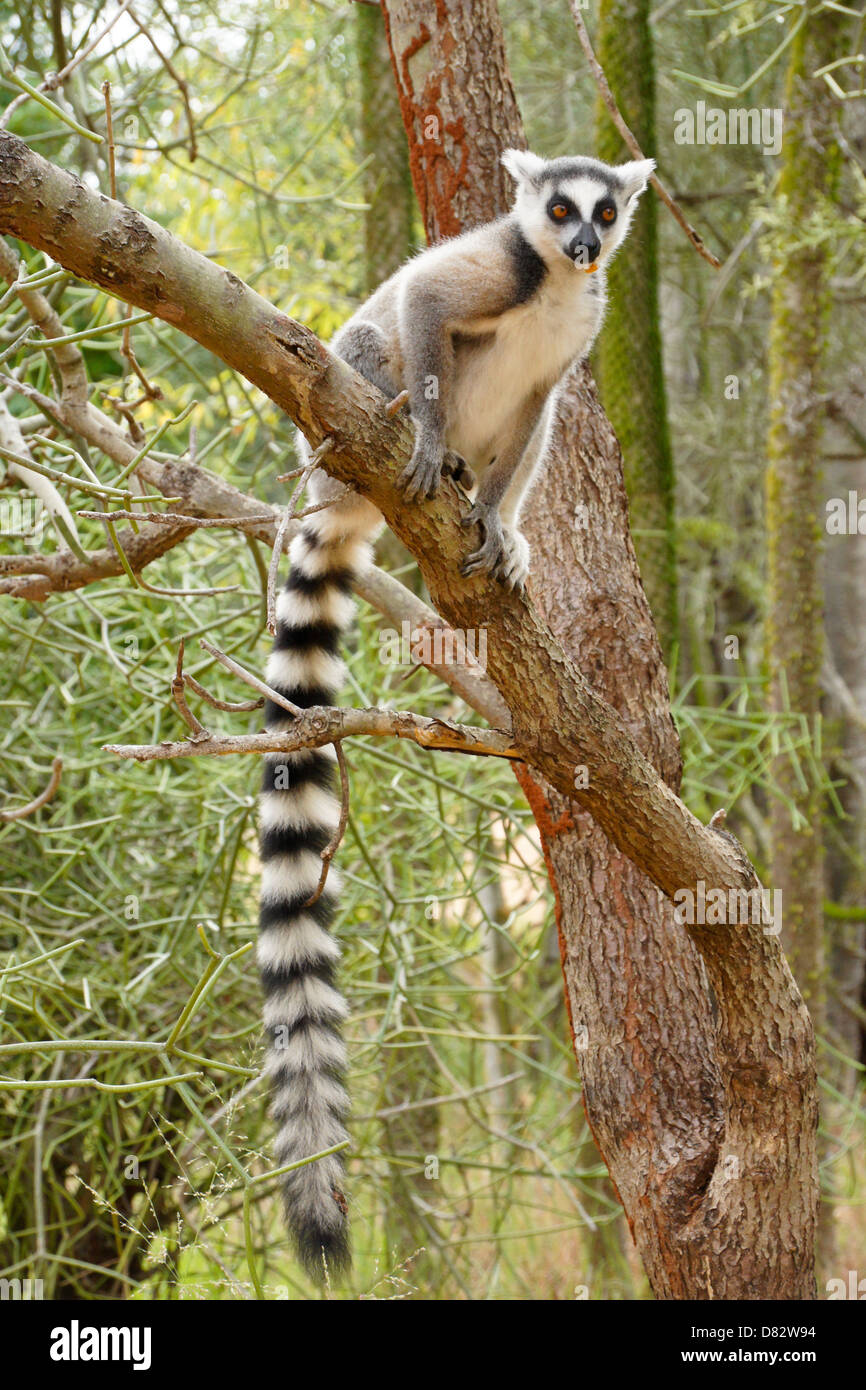 Katta in stacheligen Wald, Berenty Reserve, Madagaskar Stockfoto
