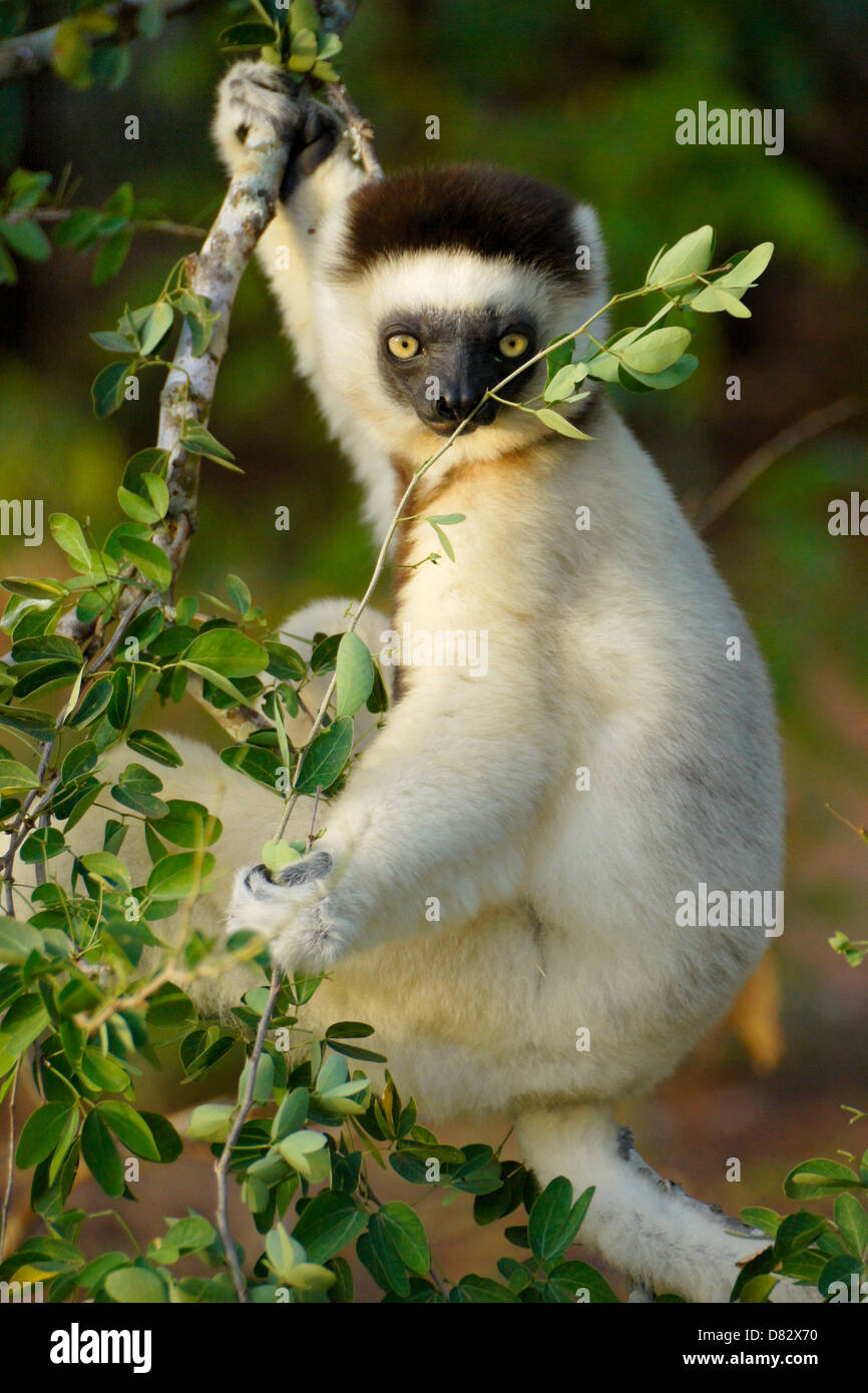 Verreaux Sifaka, Berenty Reserve, Madagaskar Stockfoto