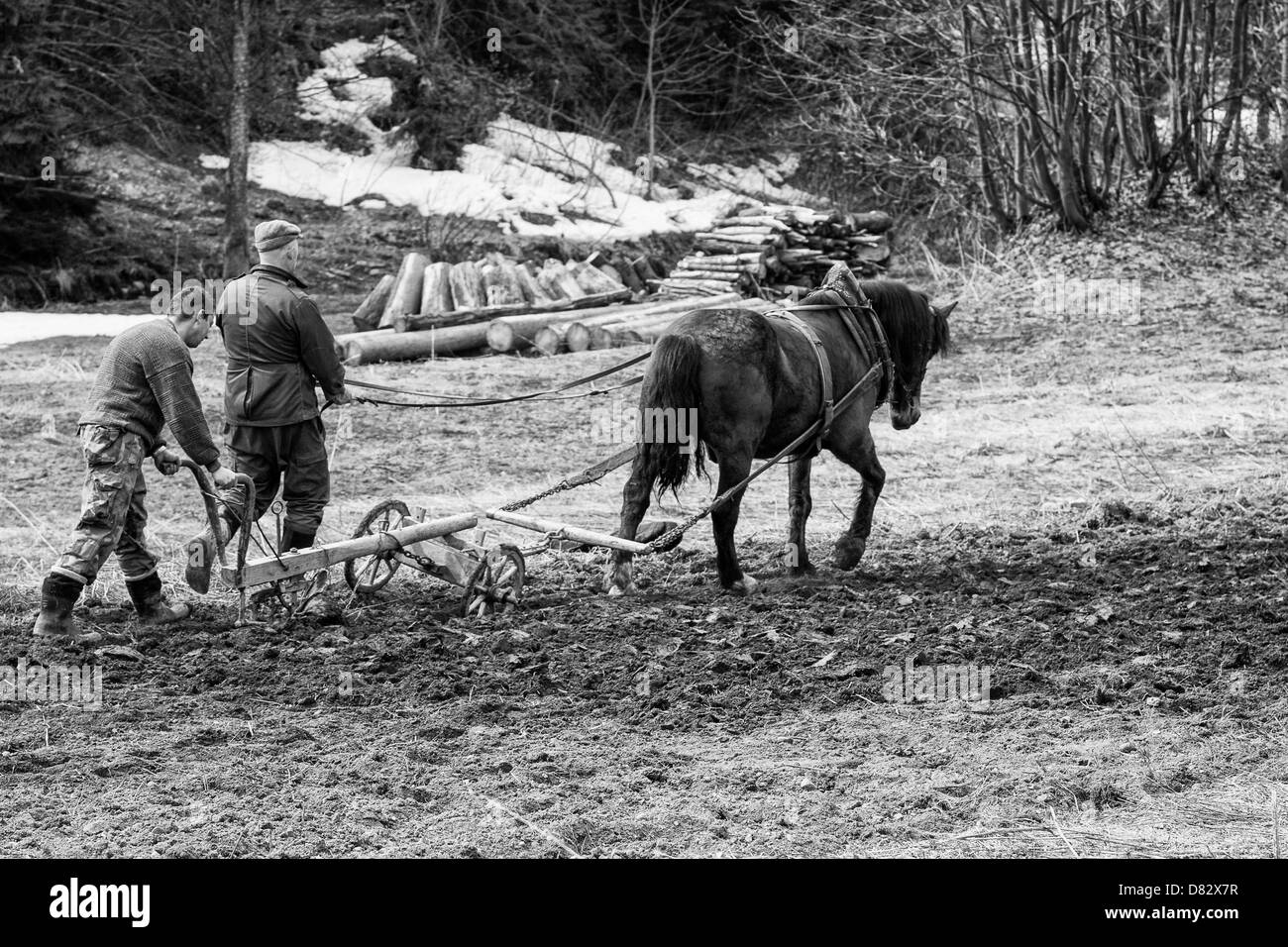 Pflügen mit Pferd Stockfoto