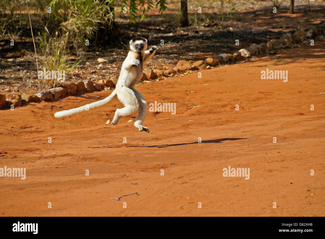 Verreaux Sifaka "tanzen", Berenty Reserve, Madagaskar Stockfoto