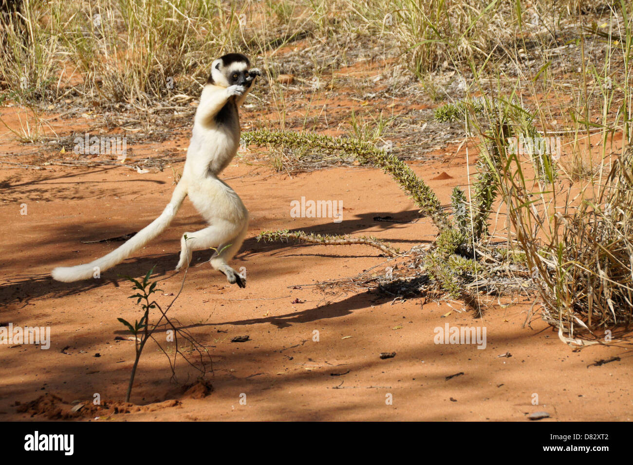 Verreaux Sifaka "tanzen", Berenty Reserve, Madagaskar Stockfoto