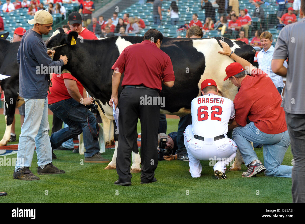 Anaheim, Kalifornien, USA. 17. Mai 2013. Los Angeles Angels Entlastung Krug Ryan Brasier (62) melkt eine Kuh als Teil der Los Angeles Angels jährliche Molkerei Nacht vor der Major League Baseball Spiel zwischen den Los Angeles Angels und die Chicago White Sox im Engel Stadium in Anaheim, CA. David Hood/CSM/Alamy Live News Stockfoto