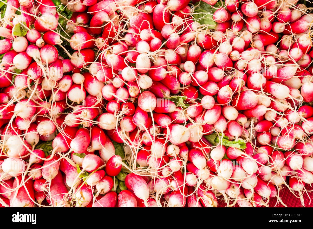Frisch geerntete rote und weiße Radieschen auf dem Display auf dem Bauernmarkt Stockfoto