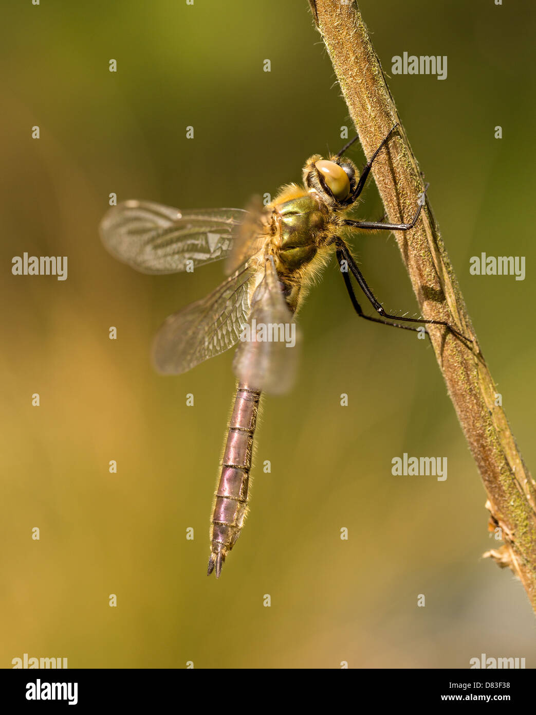 Eine unreife Downey Emerald Libelle hängt von einem Zweig während sie in der Frühlingssonne reift. Stockfoto