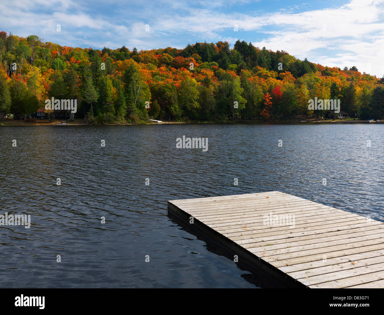 Habichtsbitterkraut Seenlandschaft Herbst Natur. Algonquin, Muskoka, Ontario, Kanada. Stockfoto