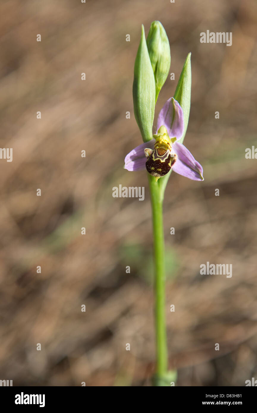 Biene Orchidee (Ophrys Apifera) blüht im Kiefernwald auf dem Weg zum Praia da Carreagem der Küste natürlichen Park Algarve Portugal Stockfoto