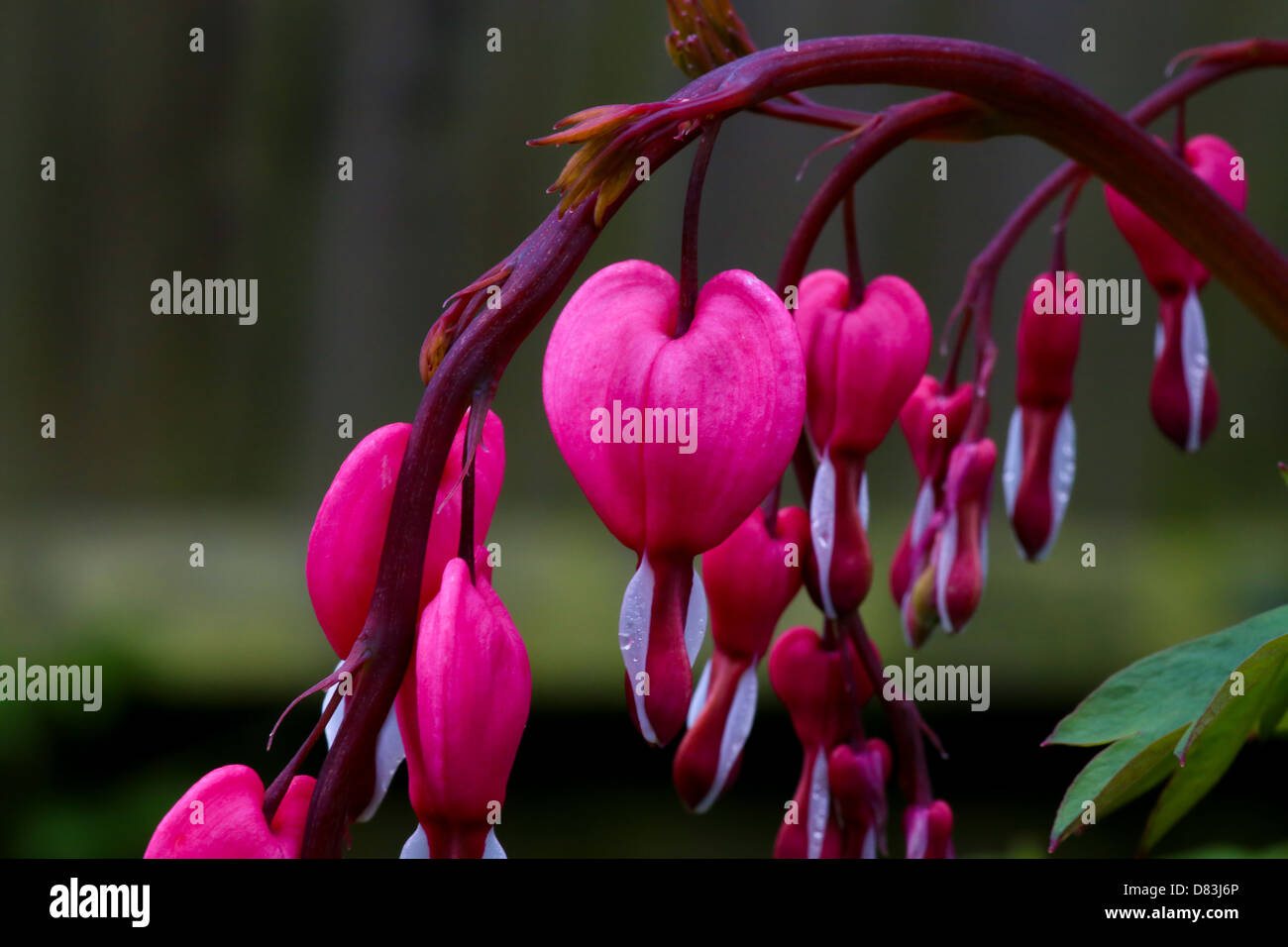 Lamprocapnos Spectabilis auch bekannt als altmodisch Gutmensch Stockfoto