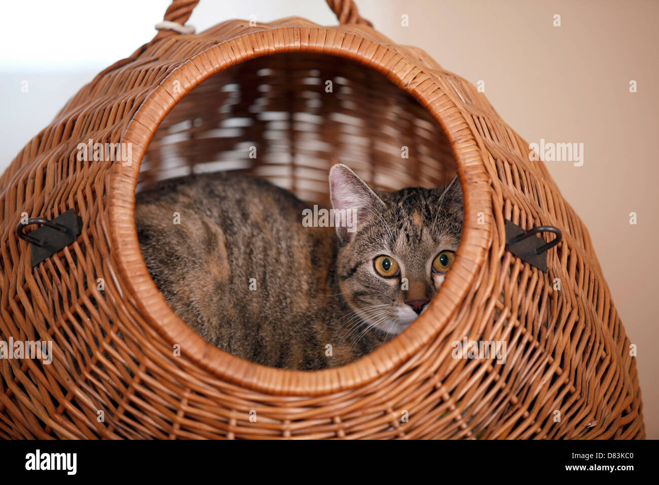 Hauskatze Stockfoto