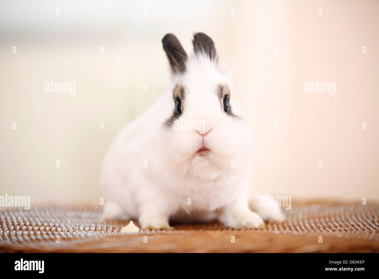 Zwerg Kaninchen Stockfoto