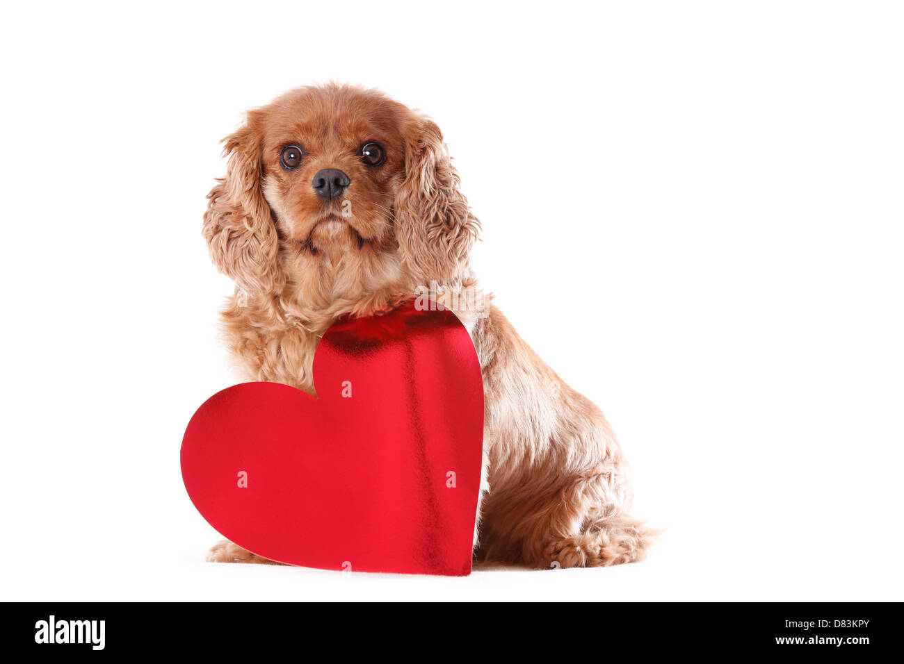 Cavalier King Charles Spaniel Stockfoto