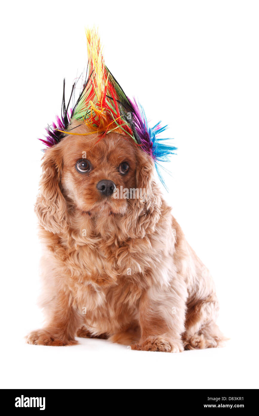 Cavalier King Charles Spaniel Stockfoto