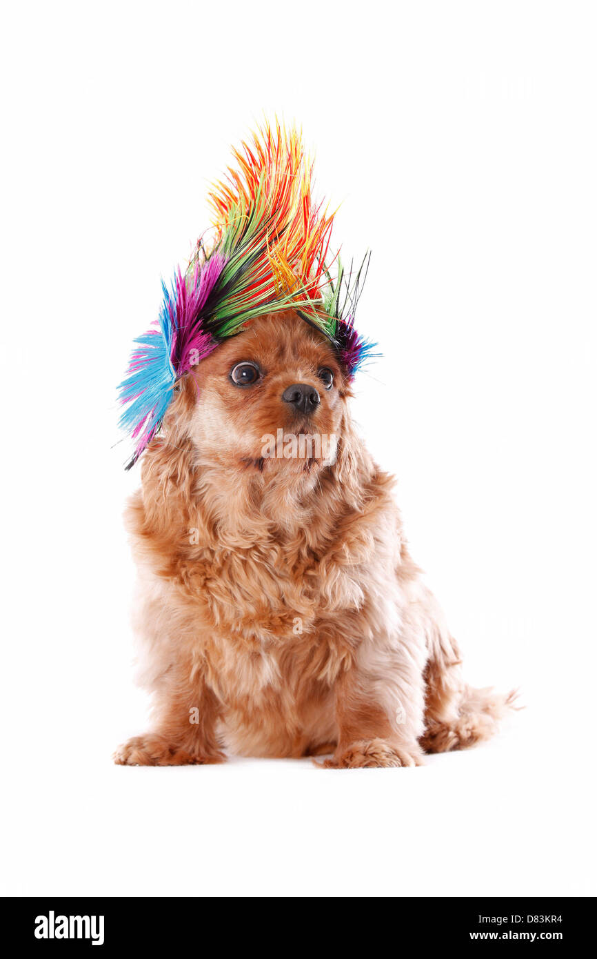 Cavalier King Charles Spaniel Stockfoto