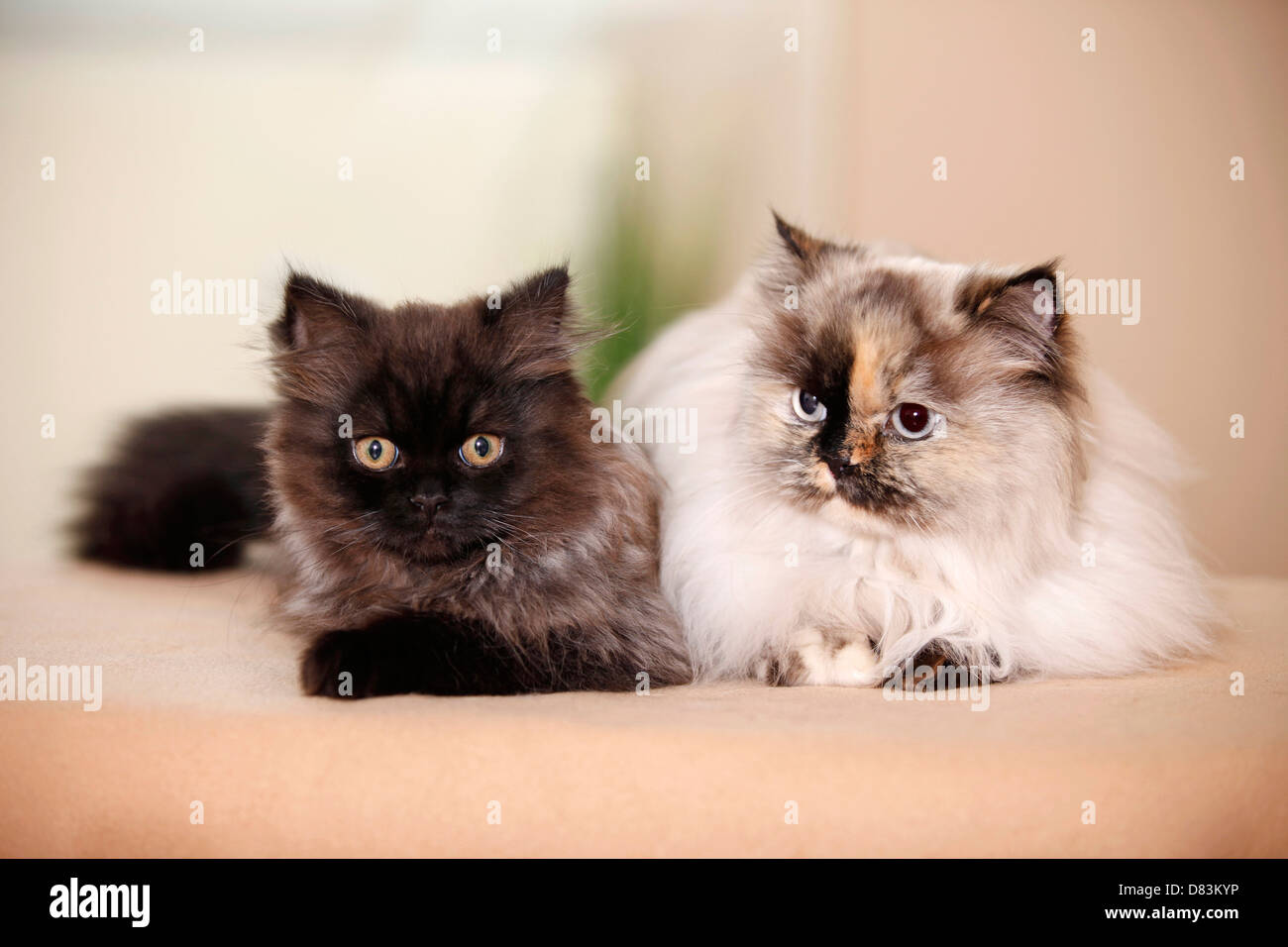 Persische Katzen Stockfoto