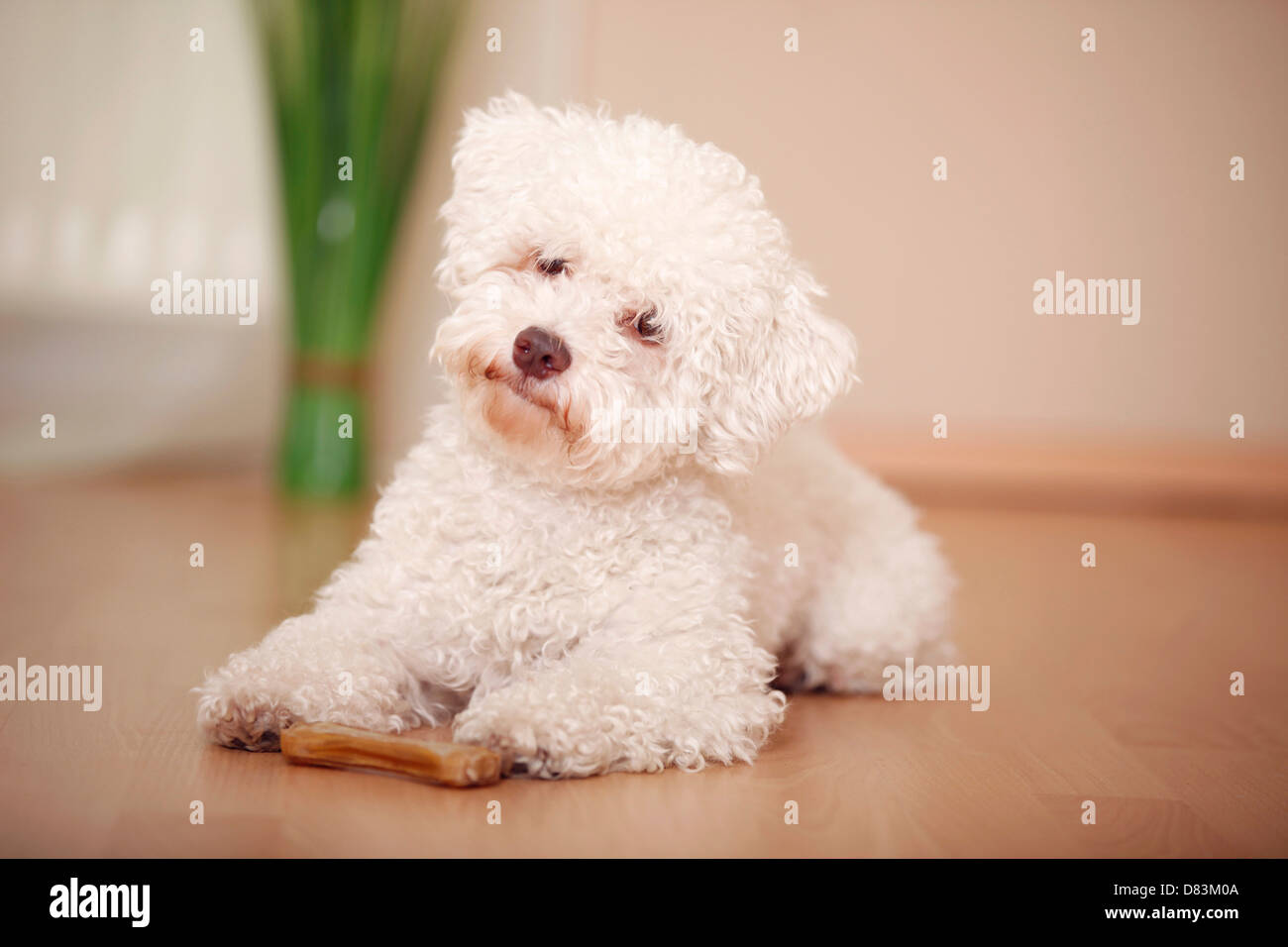 liegenden Bolonka Zwetna Stockfotografie Alamy