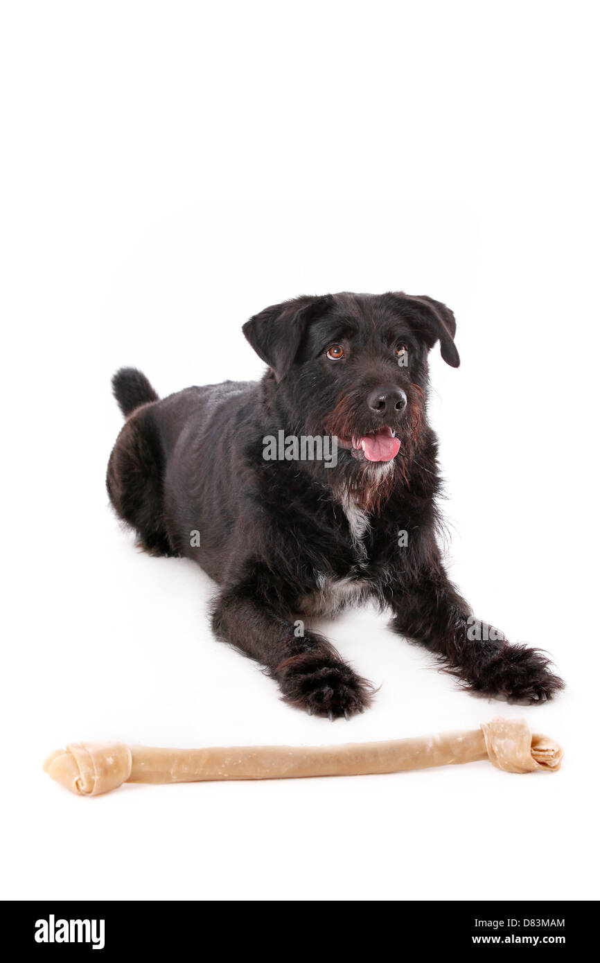 schwarzen Hund liegend Stockfoto