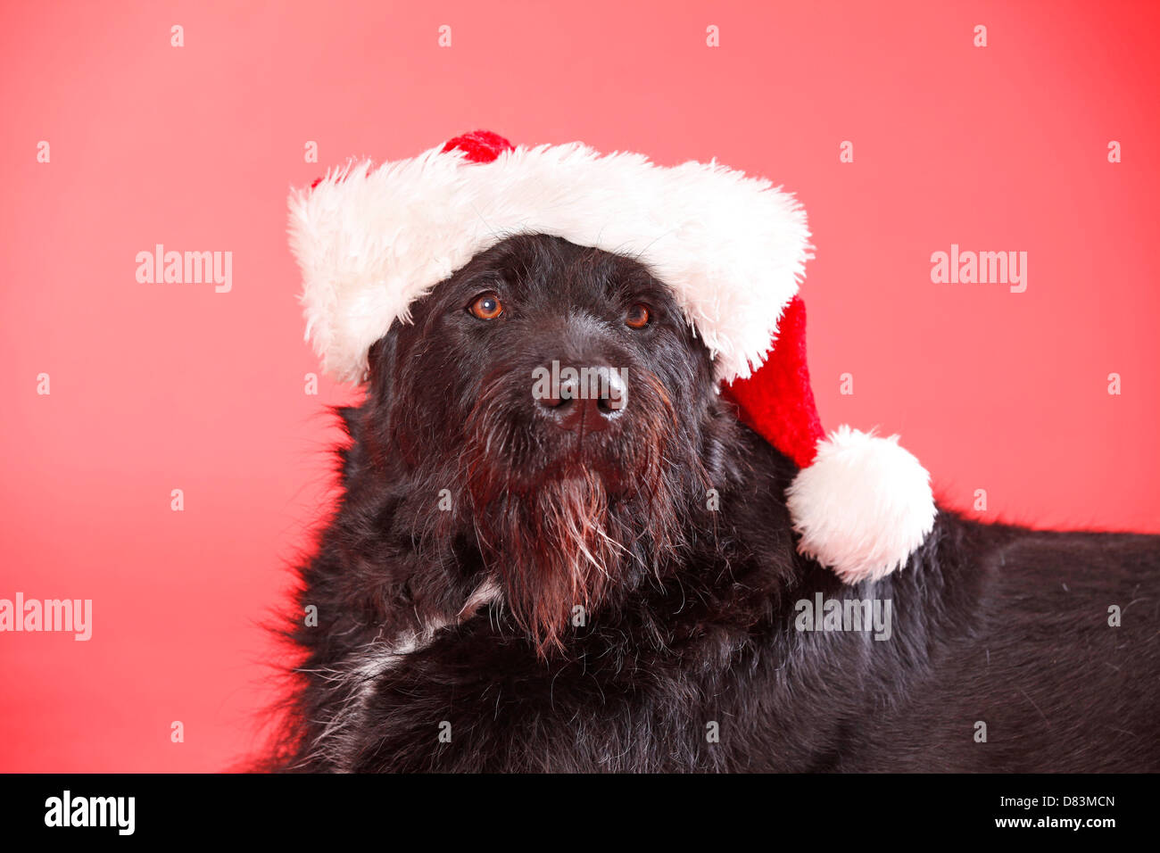 schwarzer Hund Stockfoto