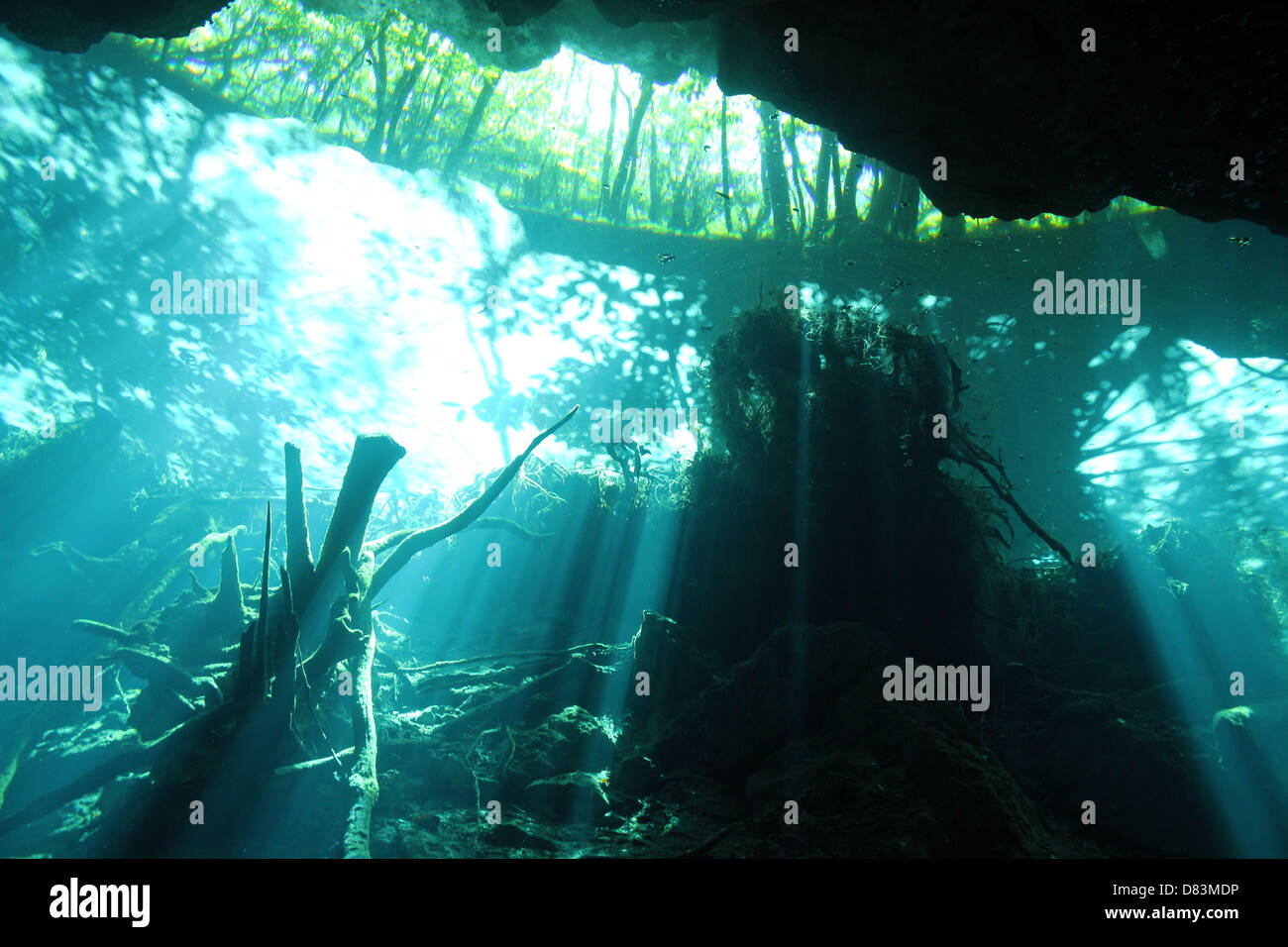 Sonnenstrahlen brechen durch die Oberfläche in Chac Mool Cenote, Playa del Carmen, Mexiko Stockfoto