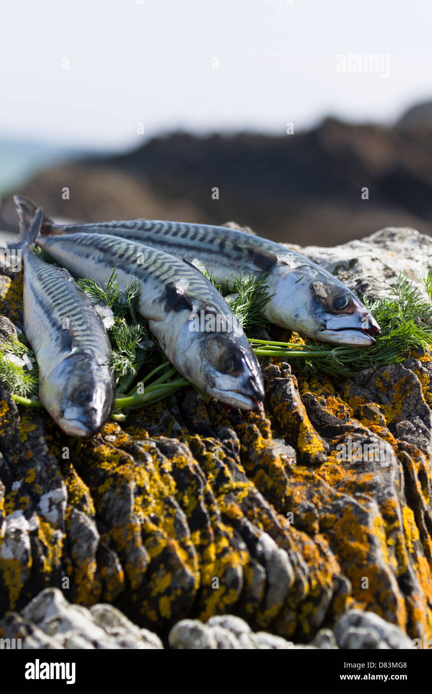 Makrele und Dill auf den Felsen am Meer Stockfoto