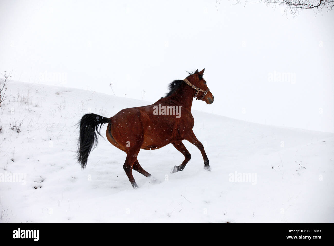 laufende Stute Stockfoto