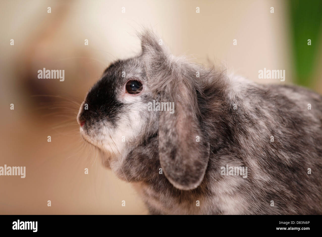 Zwerg Kaninchen Stockfoto