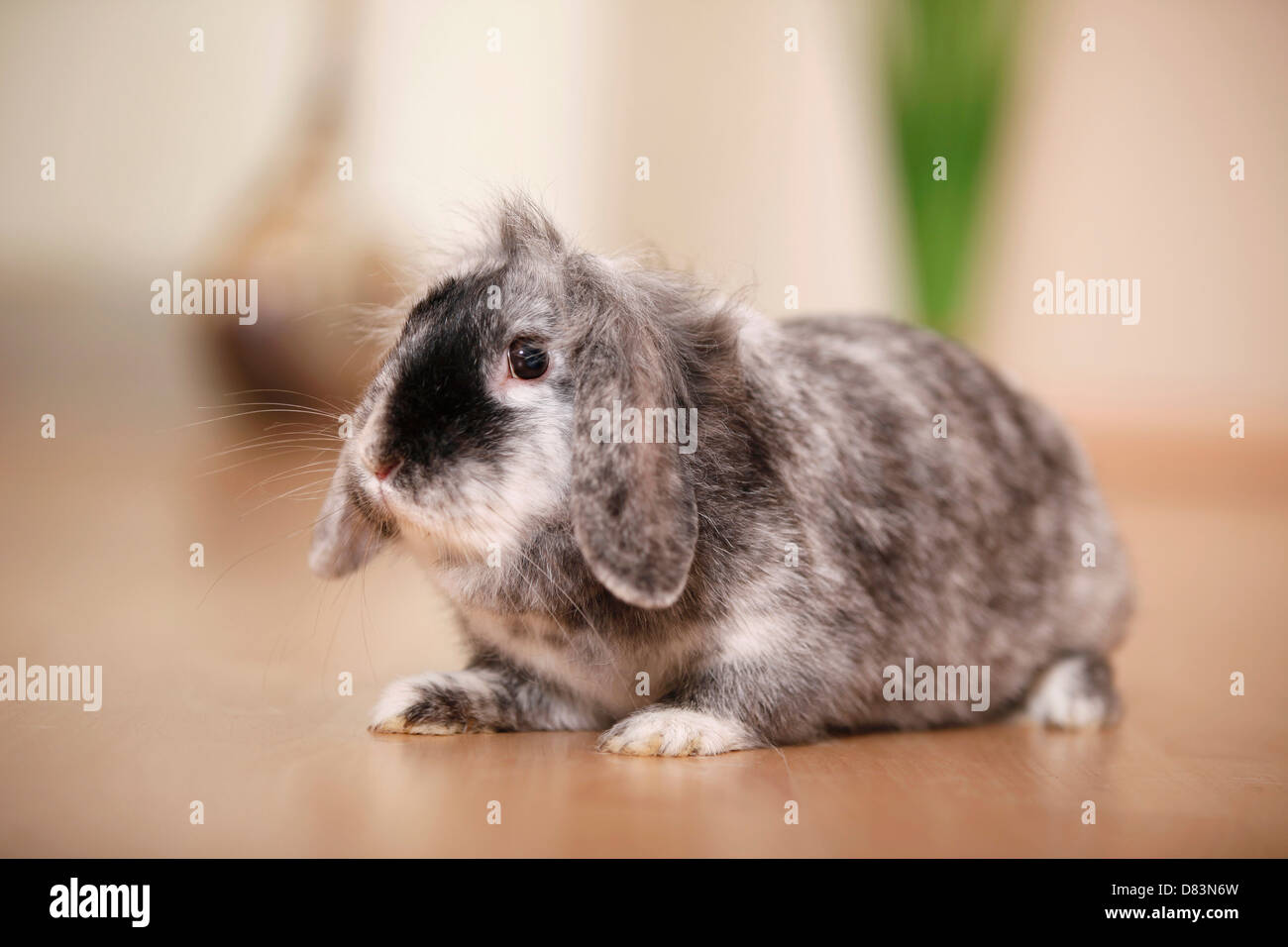 Zwerg Kaninchen Stockfoto