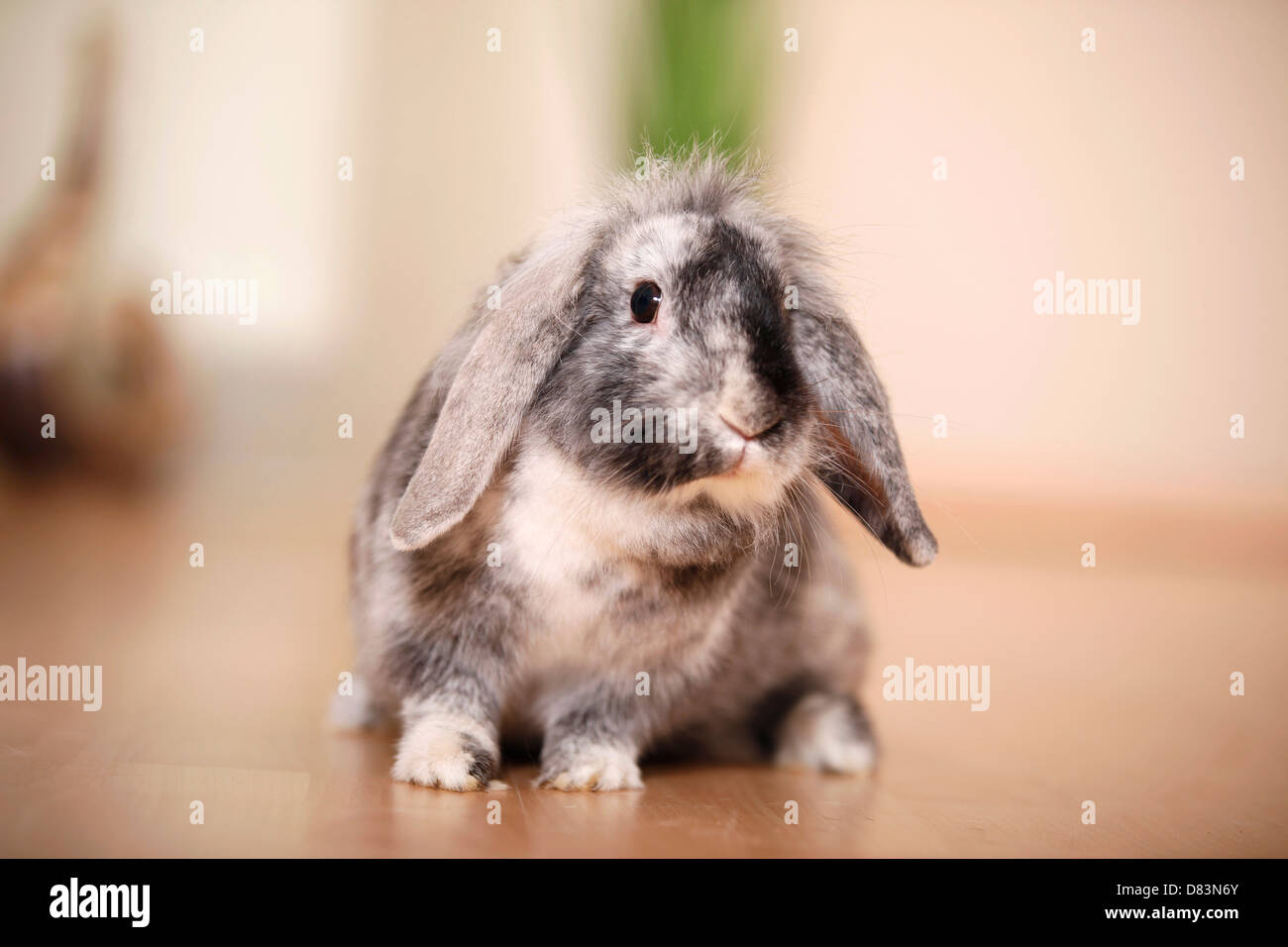 Zwerg Kaninchen Stockfoto