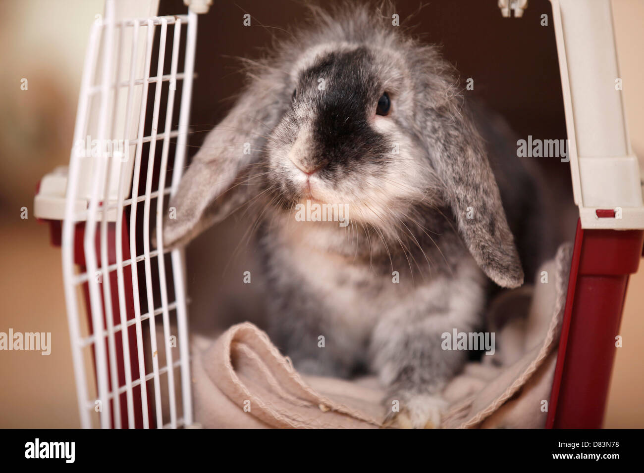 Zwerg Kaninchen Stockfoto