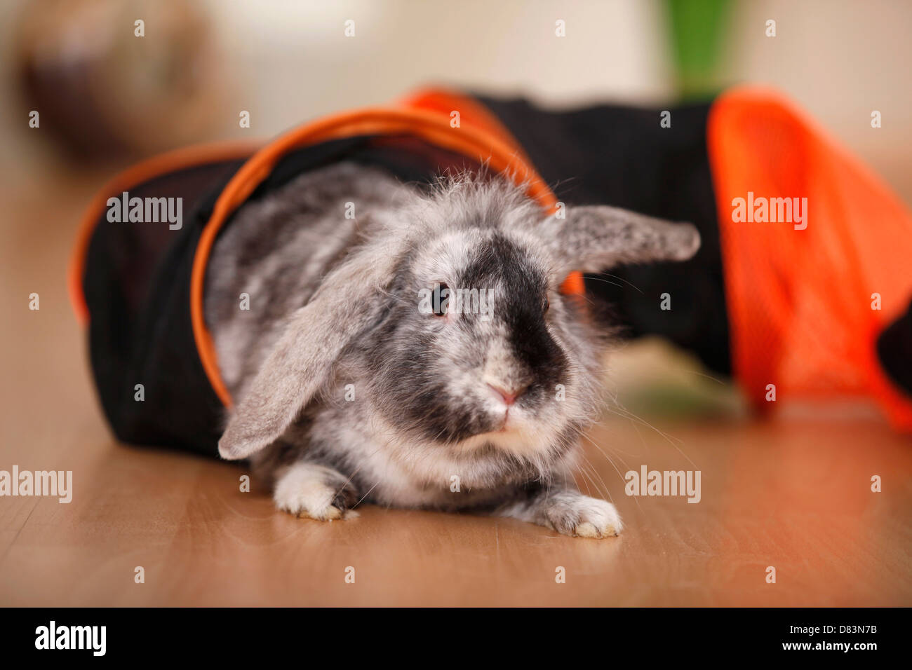 Zwerg Kaninchen Stockfoto