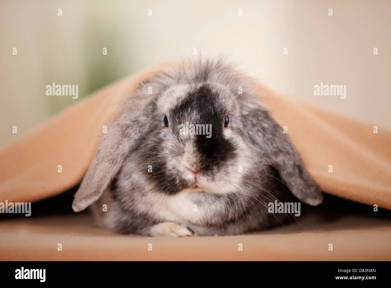 Zwerg Kaninchen Stockfoto