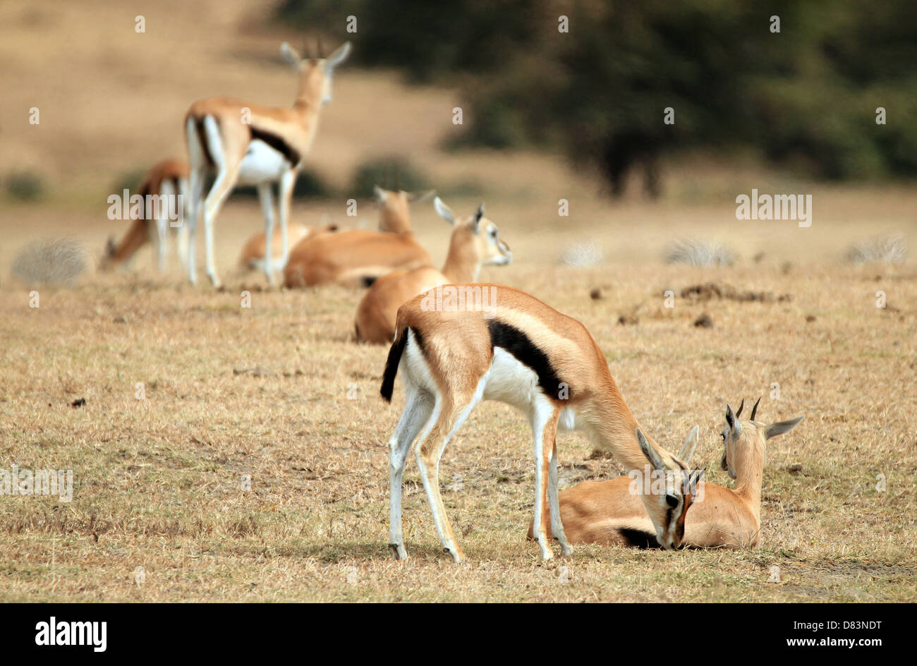 Thomson Gazellen (Eudorcas Thomsonii), Serengeti, Tansania Stockfoto