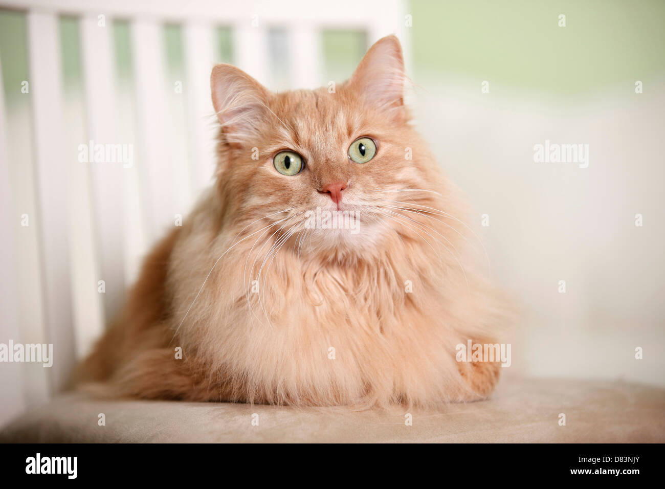Sibirische Katze Stockfoto