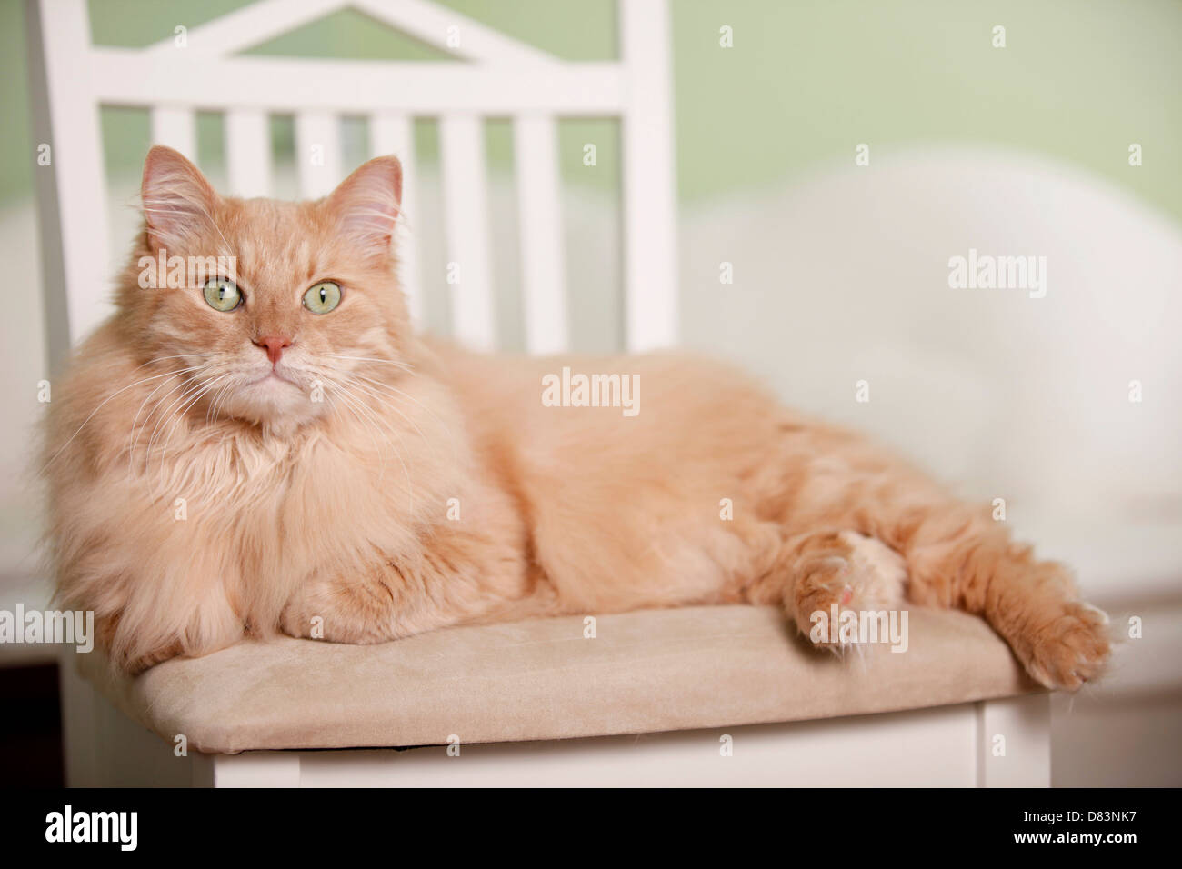 Sibirische Katze Stockfoto