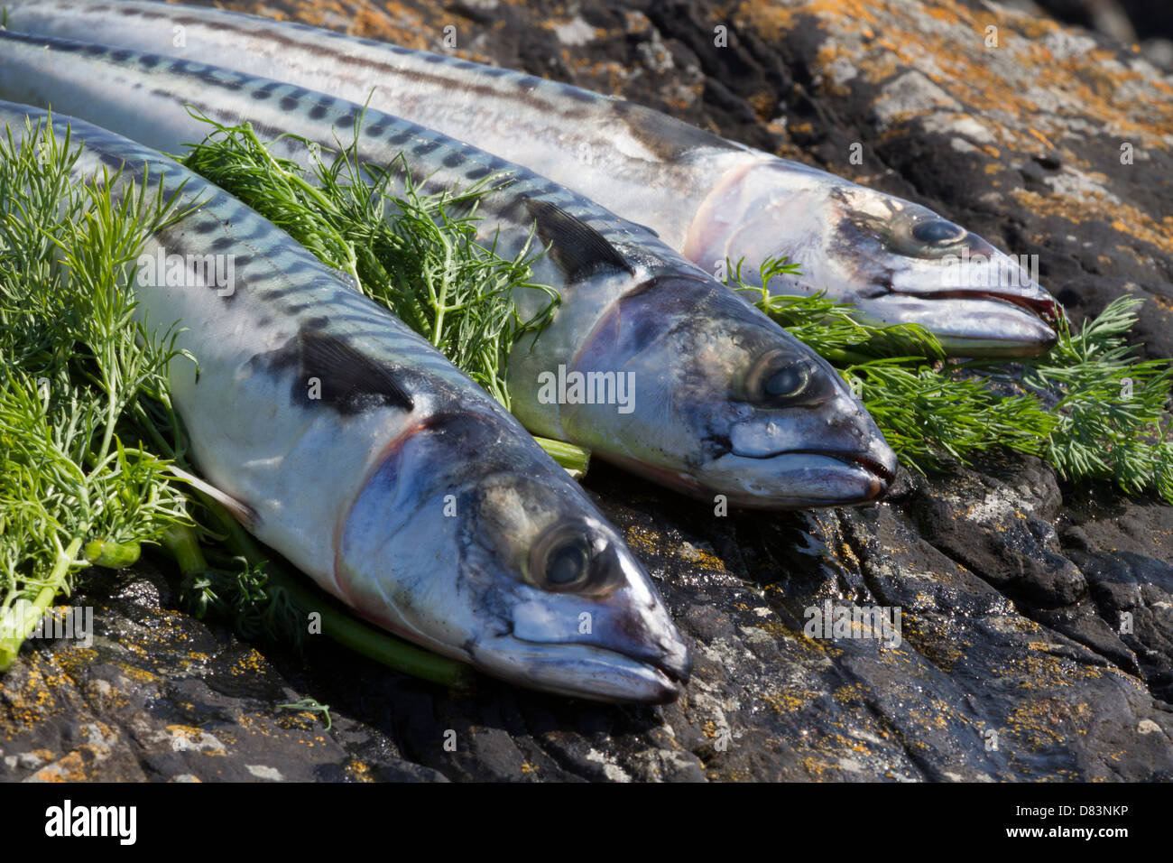 Makrele und Dill auf den Felsen am Meer Stockfoto