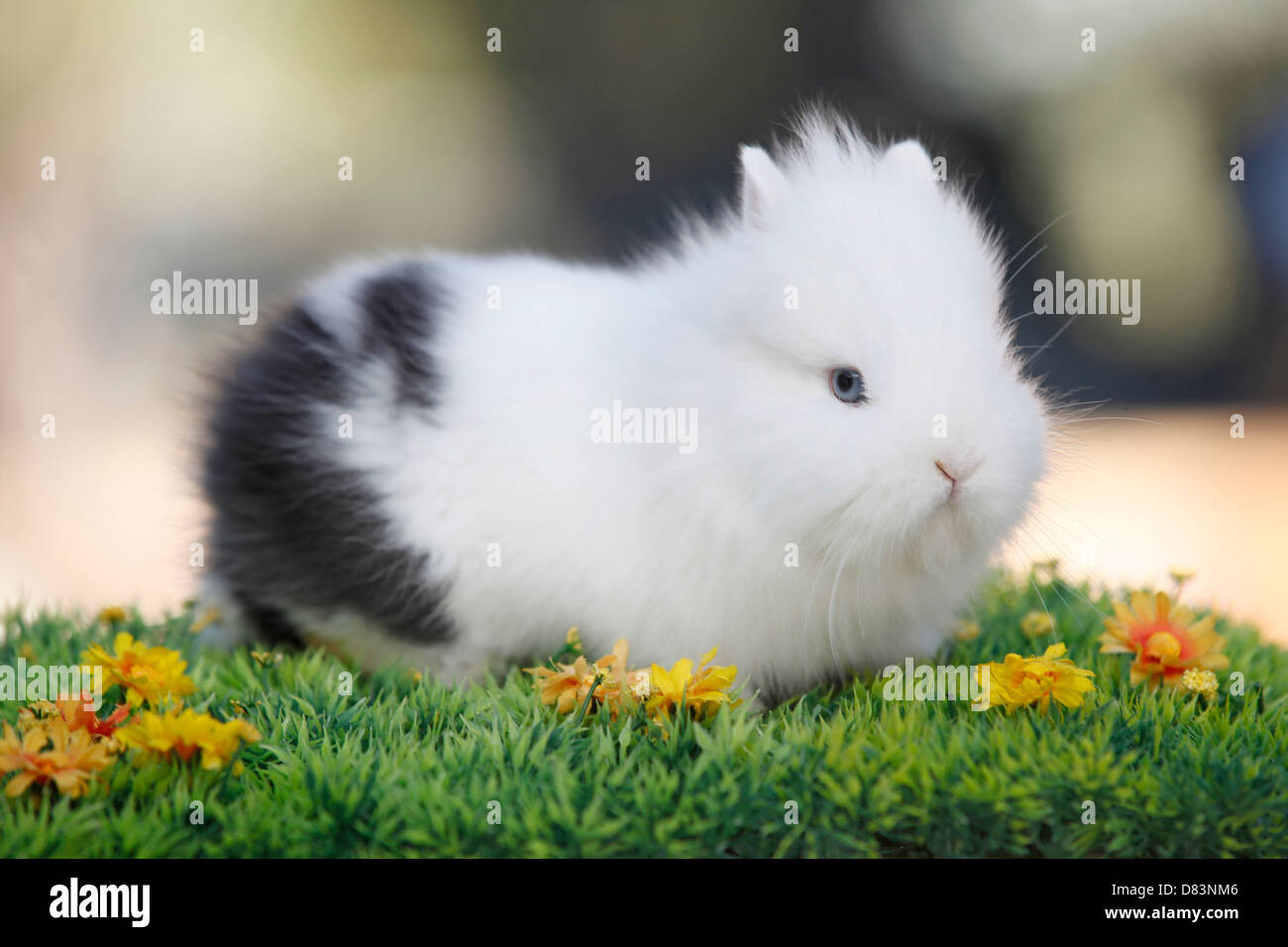 Zwerg Kaninchen Stockfoto