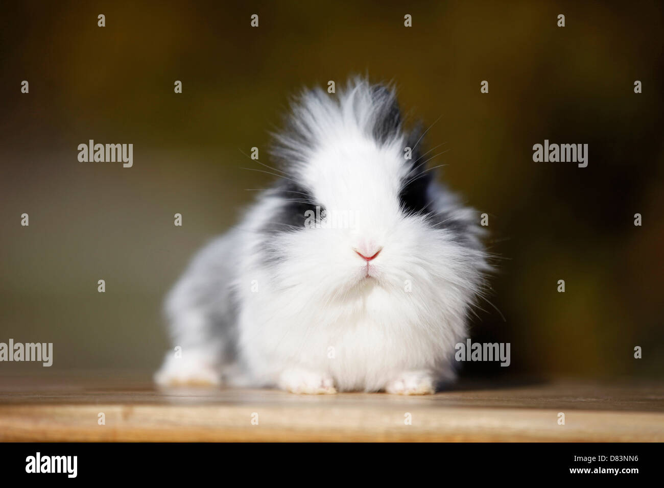 Zwerg Kaninchen Stockfoto