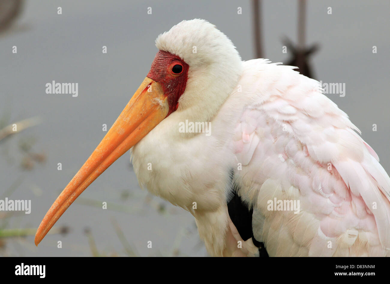 Nahaufnahme von einem Yellow-billed Storch (Mycteria Ibis), Lake Nakuru, Kenia Stockfoto