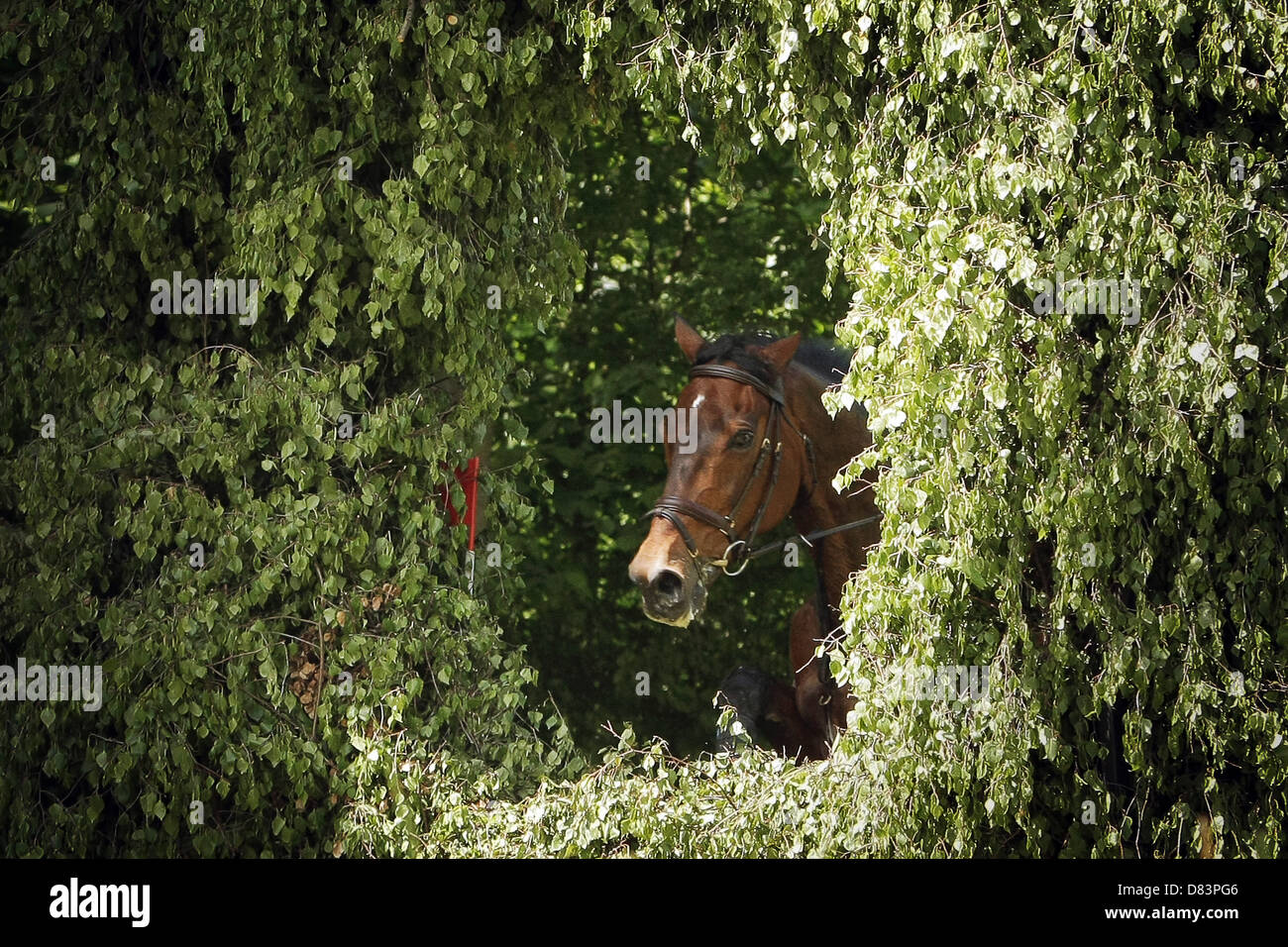 Deutsche Eventer Dirk Schrade (überdacht) Junps durch ein Hindernis mit seinem Pferd "König Artus' in Wiesbaden, Deutschland, 18. Mai 2013. Das Pferd 'König Artus' starb an einem geplatzten Aorta nach dem Lauf. Der Wiesbadener Reit- und Driving Club (WRFC) organisiert eine reiterliche Golfschnuppern jedes Jahr am Penecost am Schlosspark in Wiesbaden-Biebrich. Foto: FREDRIK VON ERICHSEN Stockfoto