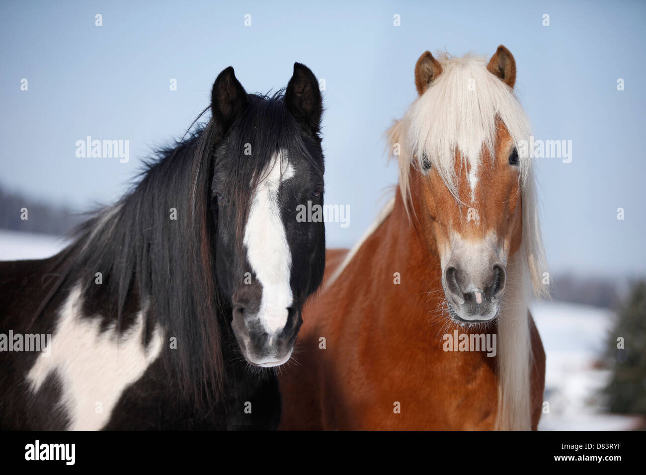 Ponys Stockfoto