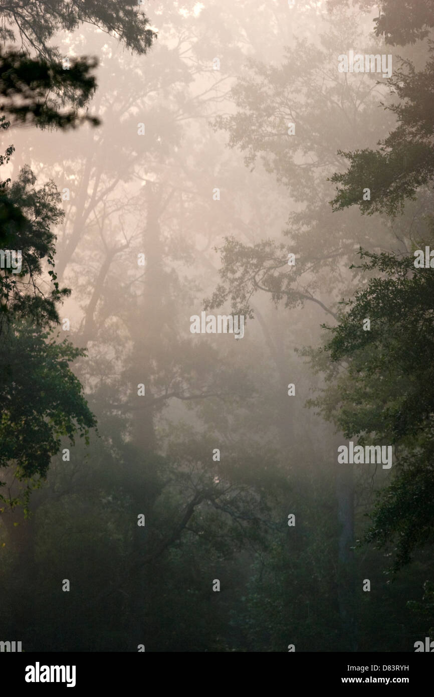 Morgennebel steigt im Wald, Natur Hintergrund Stockfoto