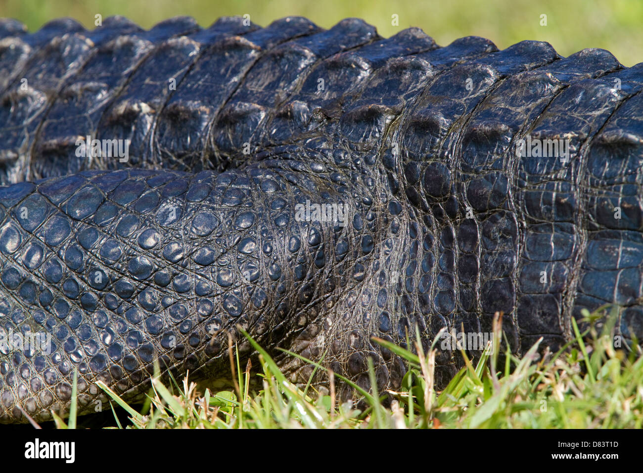 Alligator hautnah Hauttextur, Alligatorhaut Stockfoto