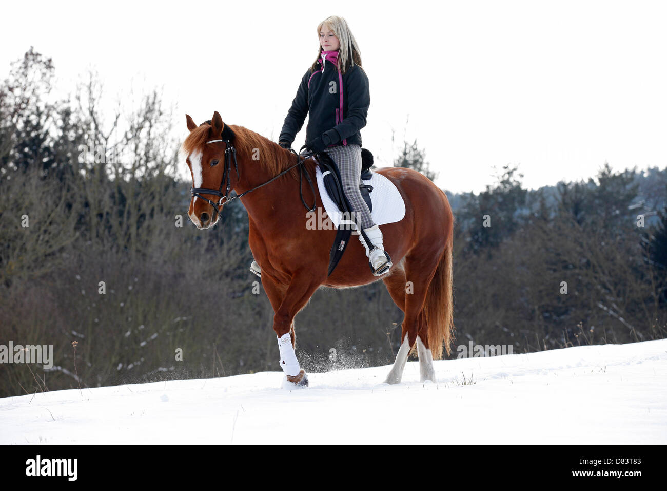 Pony Stockfoto