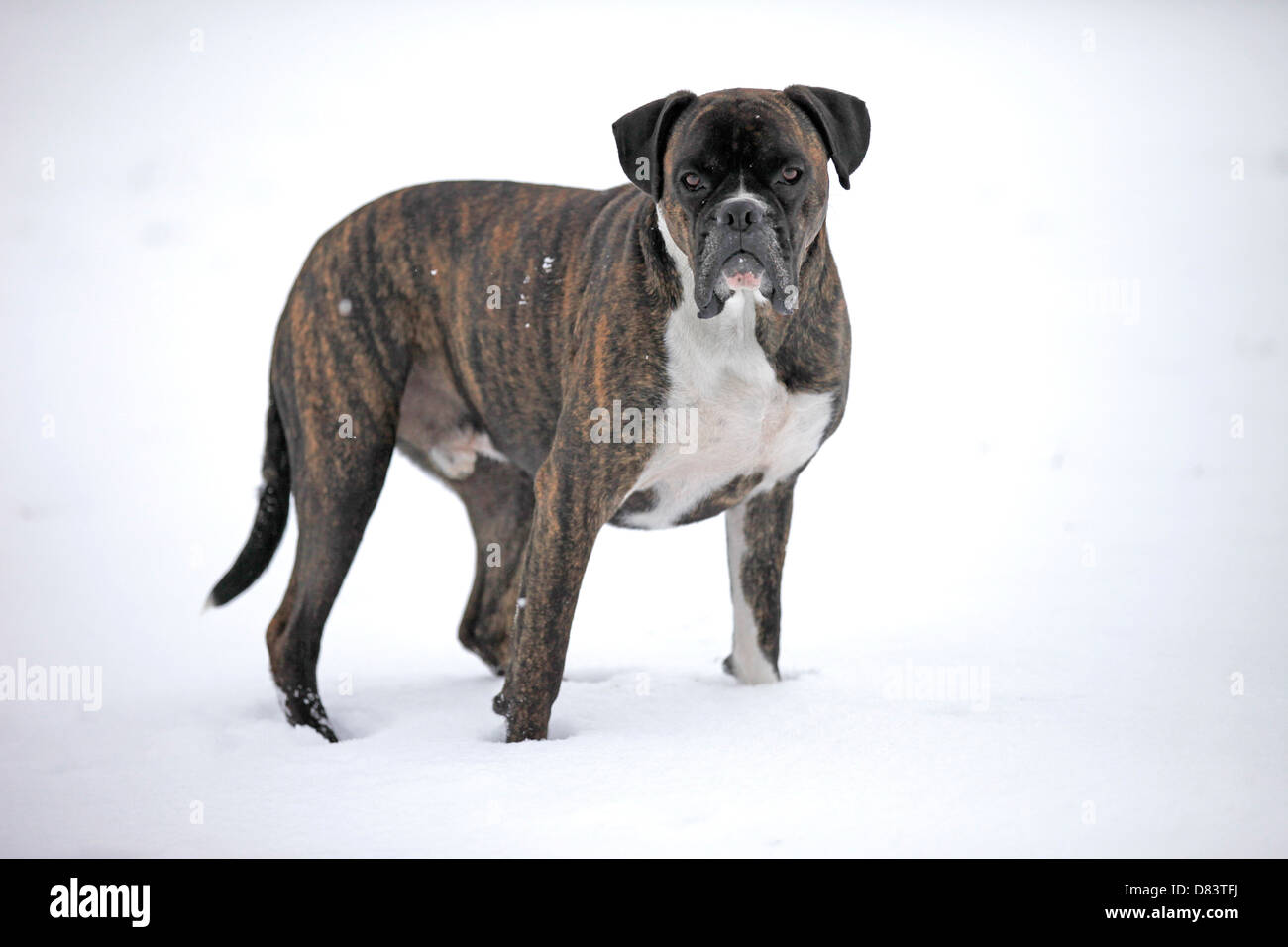 stehende Boxer Stockfoto