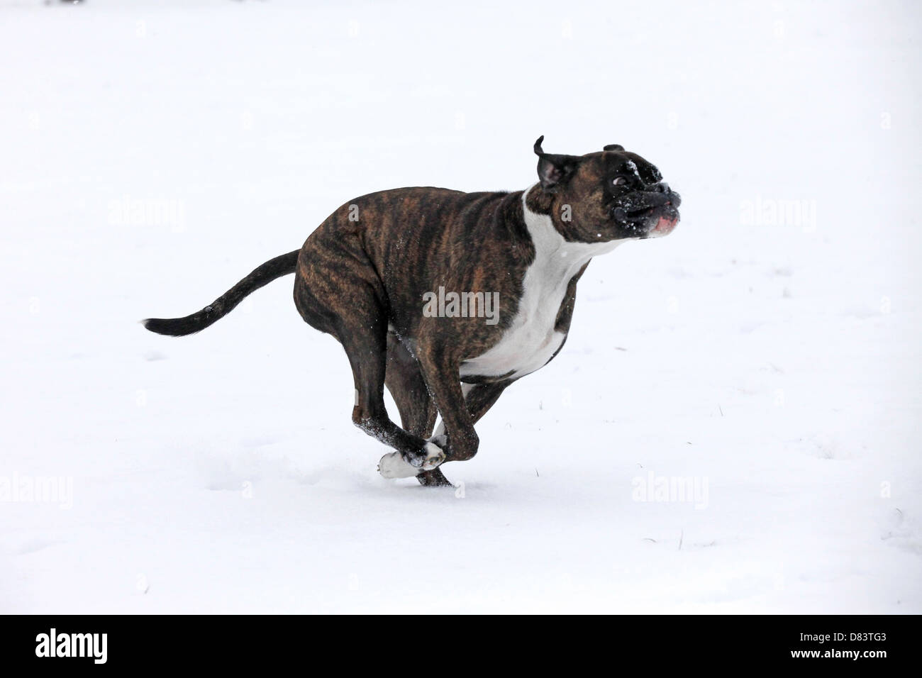 Boxer laufen Stockfoto