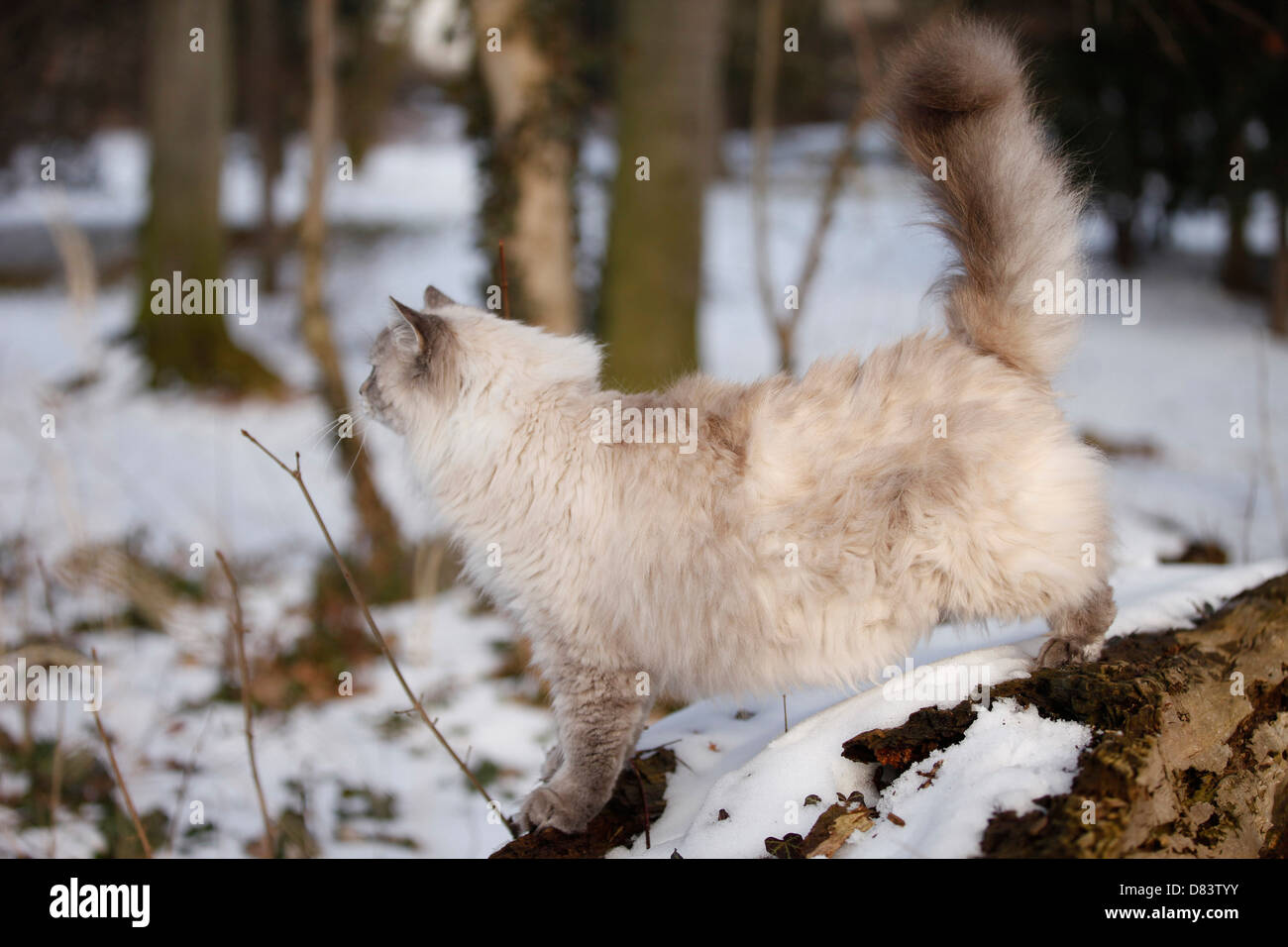 Neva Masquarade Stockfoto