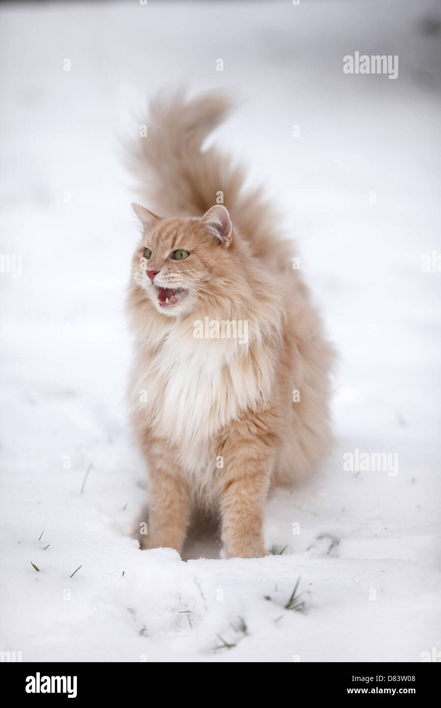 Sibirische Katze Stockfoto
