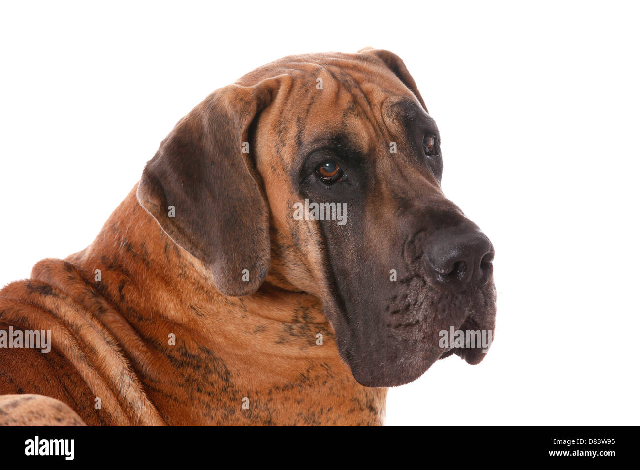 Deutsche Dogge-Portrait Stockfoto