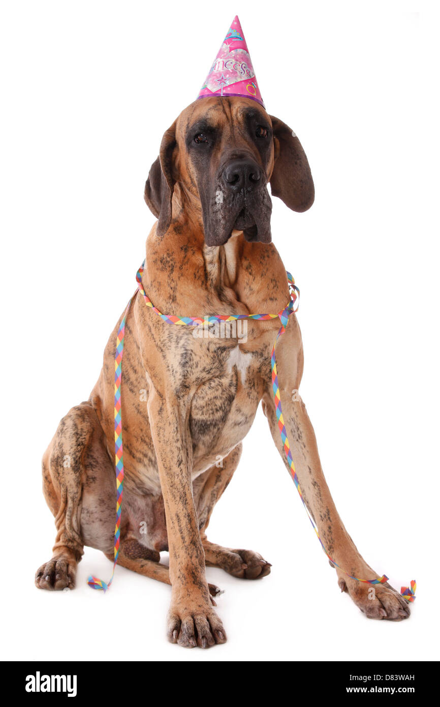 sitzen die Deutsche Dogge Stockfoto